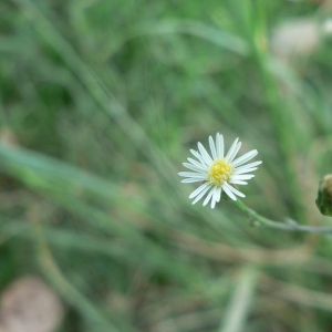 Photographie n°19586 du taxon Aster squamatus (Spreng.) Hieron. [1900]