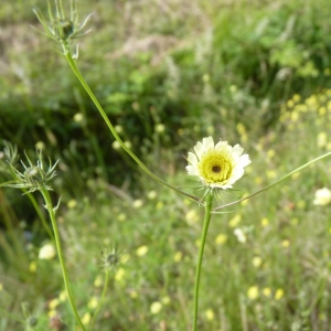 Photographie n°19587 du taxon Tolpis barbata (L.) Gaertn. [1791]