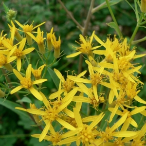 Photographie n°19592 du taxon Senecio ovatus (P.Gaertn., B.Mey. & Scherb.) Willd. [1803]