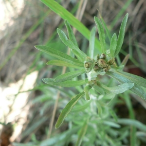 Photographie n°19596 du taxon Gnaphalium uliginosum L. [1753]