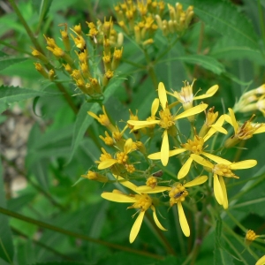 Photographie n°19599 du taxon Senecio ovatus (P.Gaertn., B.Mey. & Scherb.) Willd. [1803]