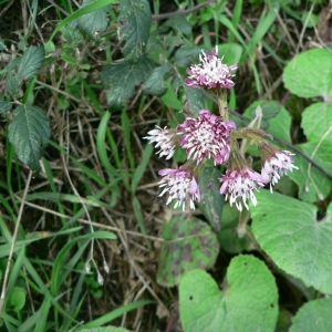 Photographie n°19609 du taxon Petasites pyrenaicus (L.) G.López [1986]