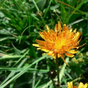 Photographie n°19614 du taxon Crepis aurea (L.) Tausch [1828]