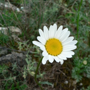 Photographie n°19629 du taxon Leucanthemum monspeliense (L.) H.J.Coste [1903]