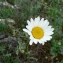  Mathieu MENAND - Leucanthemum monspeliense (L.) H.J.Coste [1903]