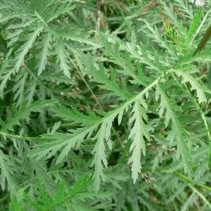 Photographie n°19635 du taxon Tanacetum vulgare L. [1753]