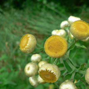 Helichrysum foetidum (L.) Moench (Immortelle fétide)