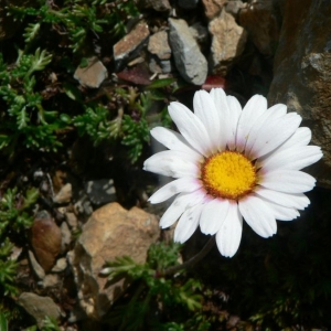 Photographie n°19639 du taxon Leucanthemopsis alpina (L.) Heywood [1975]