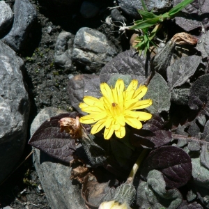 Photographie n°19641 du taxon Crepis pygmaea L. [1753]