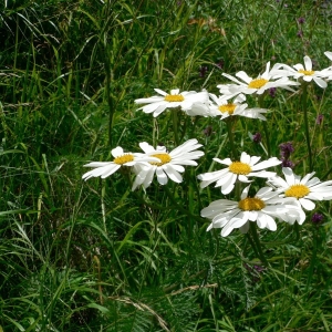 Photographie n°19642 du taxon Tanacetum corymbosum (L.) Sch.Bip. [1844]