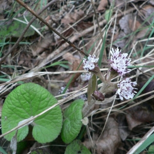 Photographie n°19643 du taxon Petasites pyrenaicus (L.) G.López [1986]