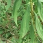  Mathieu MENAND - Solidago gigantea subsp. serotina (Kuntze) McNeill [1973]