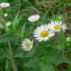 Photographie n°19649 du taxon Erigeron annuus (L.) Desf. [1804]