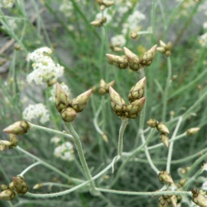 Photographie n°19658 du taxon Phagnalon sordidum (L.) Rchb. [1831]