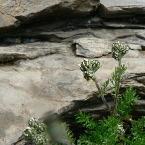 Photographie n°19661 du taxon Achillea atrata L. [1753]