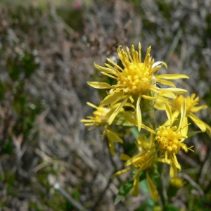 Photographie n°19667 du taxon Solidago virgaurea L. [1753]