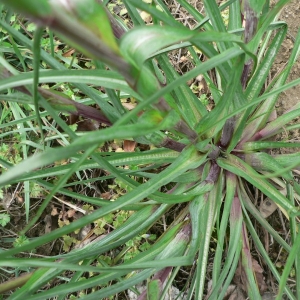 Photographie n°19668 du taxon Tragopogon pratensis subsp. pratensis