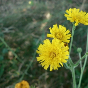 Photographie n°19669 du taxon Hieracium sabaudum L. [1753]