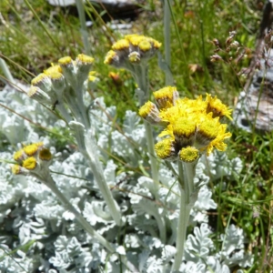 Photographie n°19676 du taxon Senecio leucophyllus DC. [1813]