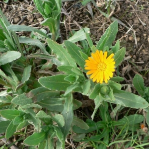 Photographie n°19677 du taxon Calendula arvensis L. [1763]