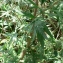 Mathieu MENAND - Artemisia vulgaris L. [1753]