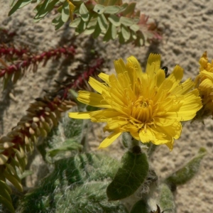 Photographie n°19683 du taxon Hieracium eriophorum St.-Amans [1801]