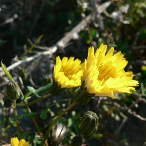 Photographie n°19697 du taxon Sonchus tenerrimus L. [1753]