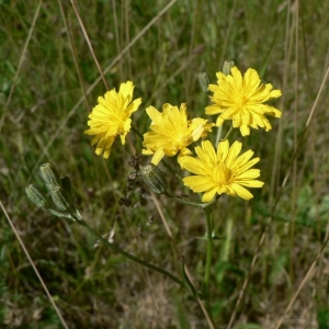 Crepis flexuosa Jáv. (Crépide de Nice)