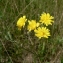  Mathieu MENAND - Crepis nicaeensis Balb. [1807]