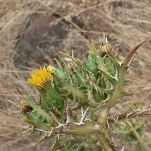  - Scolymus maculatus L. [1753]