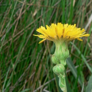 Photographie n°19709 du taxon Sonchus maritimus L. [1759]