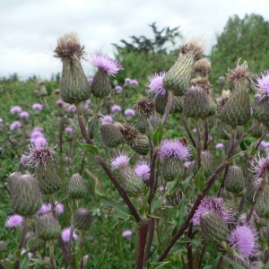 Photographie n°19710 du taxon Cirsium arvense (L.) Scop. [1772]