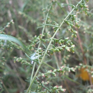  - Artemisia campestris subsp. campestris