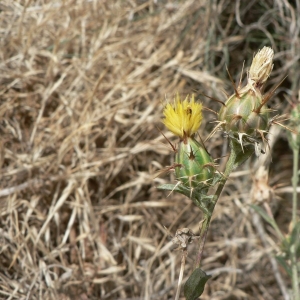 Photographie n°19717 du taxon Centaurea melitensis L. [1753]