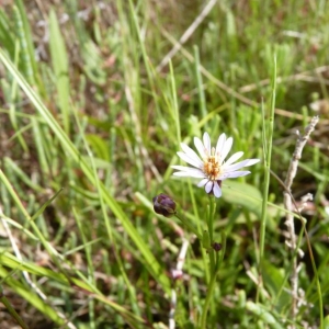 Photographie n°19720 du taxon Aster tripolium L. [1753]