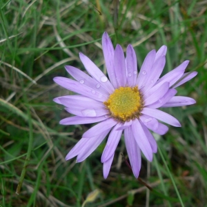 Photographie n°19735 du taxon Aster alpinus subsp. cebennensis (Braun-Blanq.) Braun-Blanq. [1952]