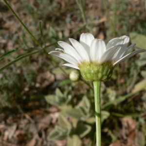 Photographie n°19736 du taxon Leucanthemum pallens (J.Gay ex Perreym.) DC. [1838]