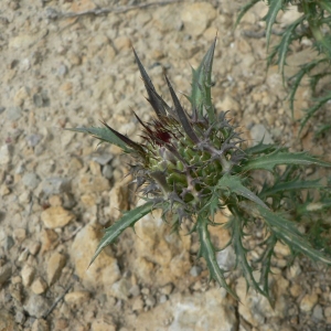 Photographie n°19737 du taxon Atractylis humilis L. [1753]