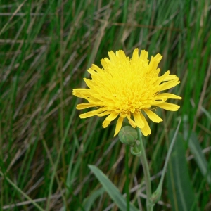 Photographie n°19741 du taxon Sonchus maritimus L. [1759]