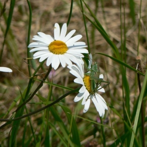 Photographie n°19744 du taxon Leucanthemum vulgare Lam. [1779]