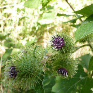 Photographie n°19745 du taxon Arctium lappa L. [1753]