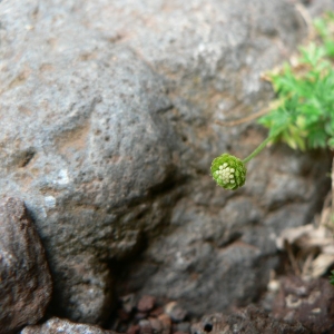 Cotula australis (Sieber ex Spreng.) Hook.f. (Annual Buttonweed)