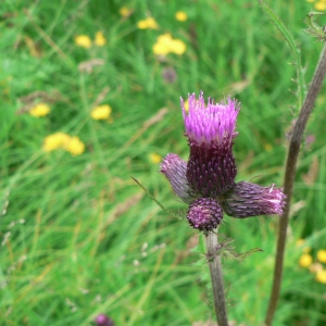 Photographie n°19750 du taxon Cirsium rivulare (Jacq.) All. [1789]