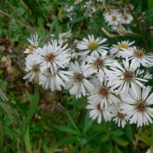 Photographie n°19755 du taxon Aster lanceolatus Willd. [1803]