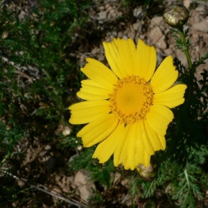 Photographie n°19761 du taxon Glebionis coronaria (L.) Tzvelev [1999]