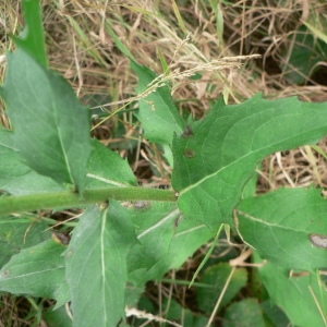 Photographie n°19767 du taxon Hieracium sabaudum L. [1753]