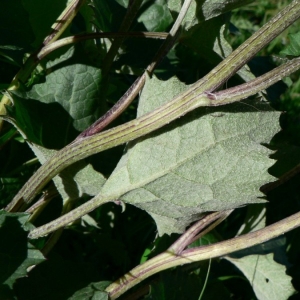 Photographie n°19770 du taxon Adenostyles leucophylla (Willd.) Rchb. [1831]