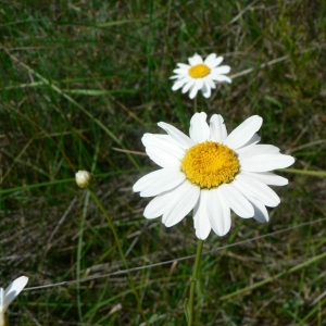 Photographie n°19772 du taxon Leucanthemum pallens (J.Gay ex Perreym.) DC. [1838]