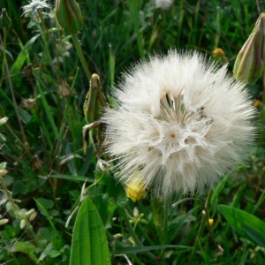 Photographie n°19775 du taxon Scorzonera laciniata L. [1753]