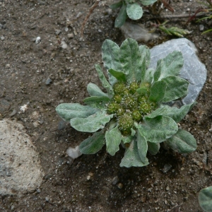 Photographie n°19780 du taxon Evax pygmaea (L.) Brot. [1804]